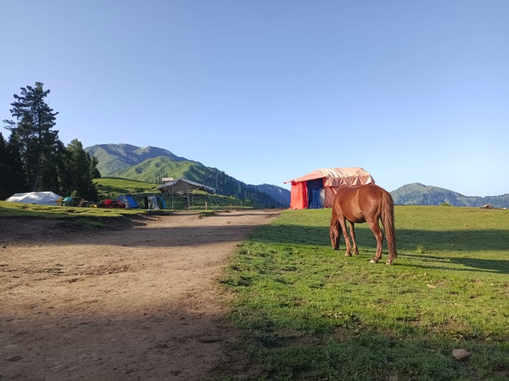 A horse grazing in Siri Paye Meadows 