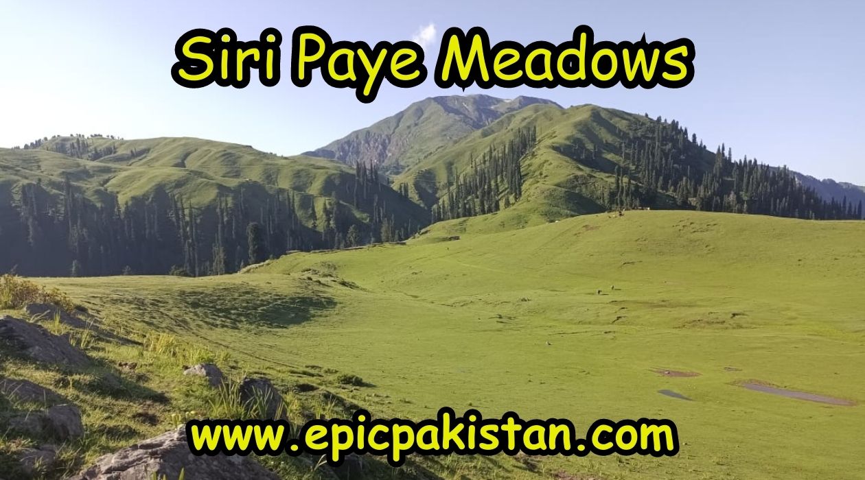 Siri Paye Meadows