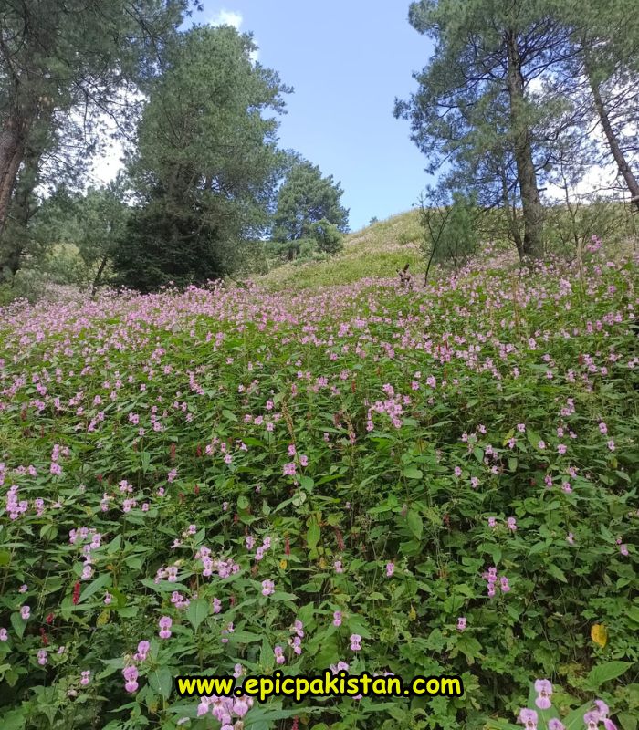 Pink flowers on Miranjani Trek
