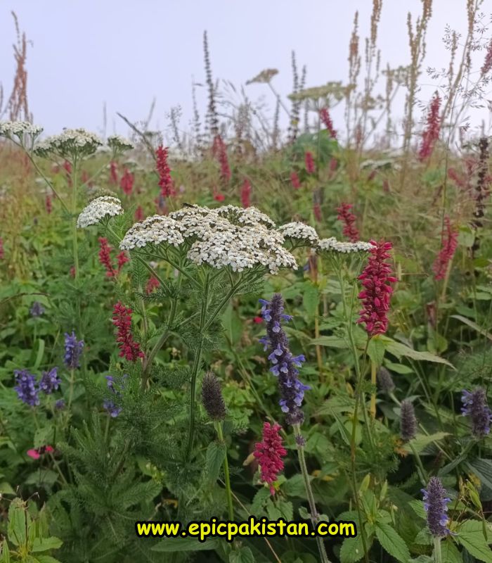 White, red, purple flowers on Miranjani Trek